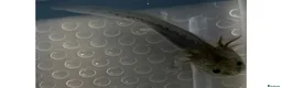 Axolotl reptiles for sale: Axolotl Babies  - Advert 5