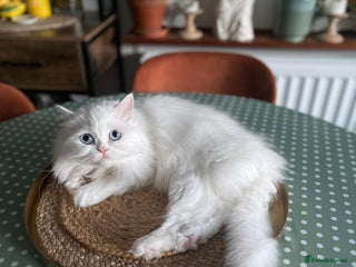 Persian cats for sale - Advert 1
