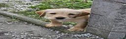 Mixed Breed dogs for sale: ALL REHOMED Vizslador Puppies  - Advert 7