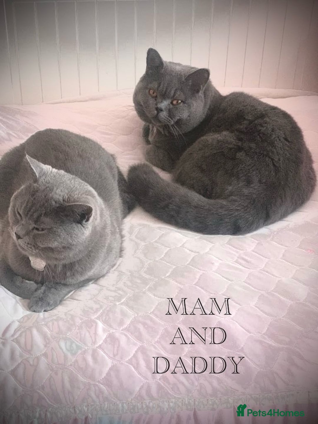 British Shorthair cats for sale: 3 Adorable BRITISH SHORTHAIR!!!!  - Advert 23