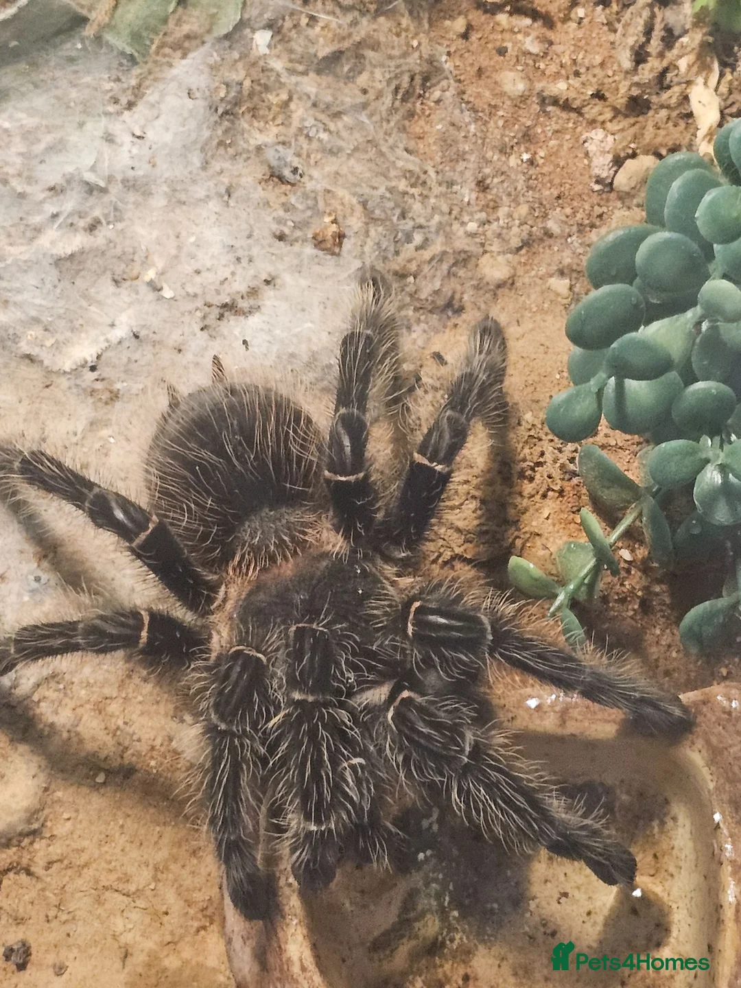 Spiders invertebrates for sale: Pink Salmon Tarantula  - Advert 2