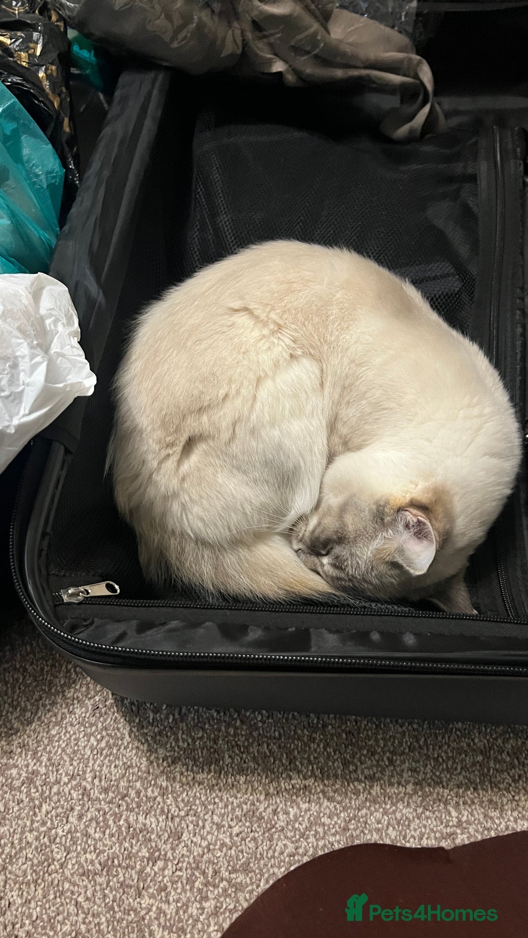 Ragdoll cats for sale: Ragdoll for sale  - Image 4