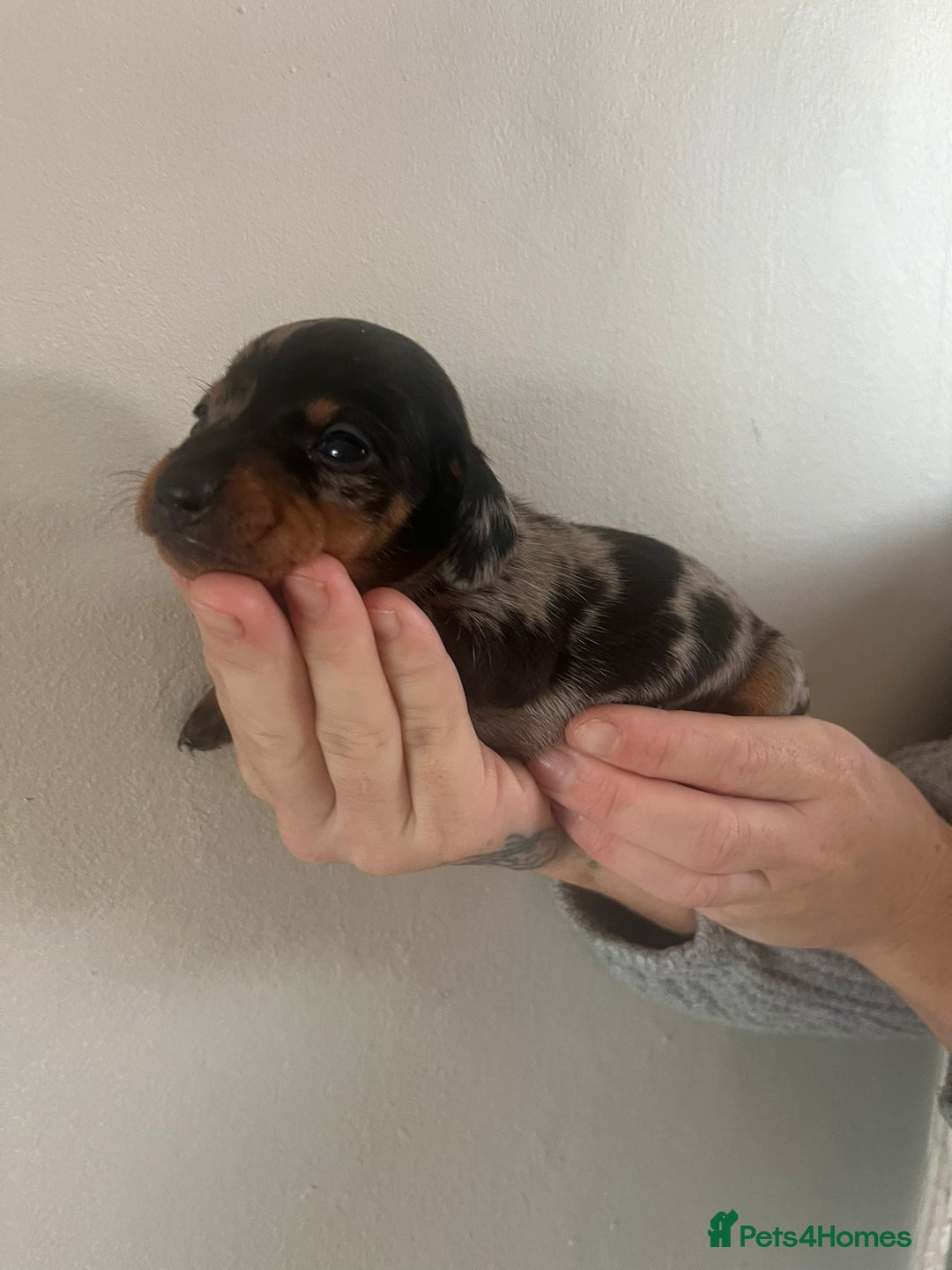Miniature Dachshund dogs for sale: Stunning litter of mini dachshunds  - Advert 6