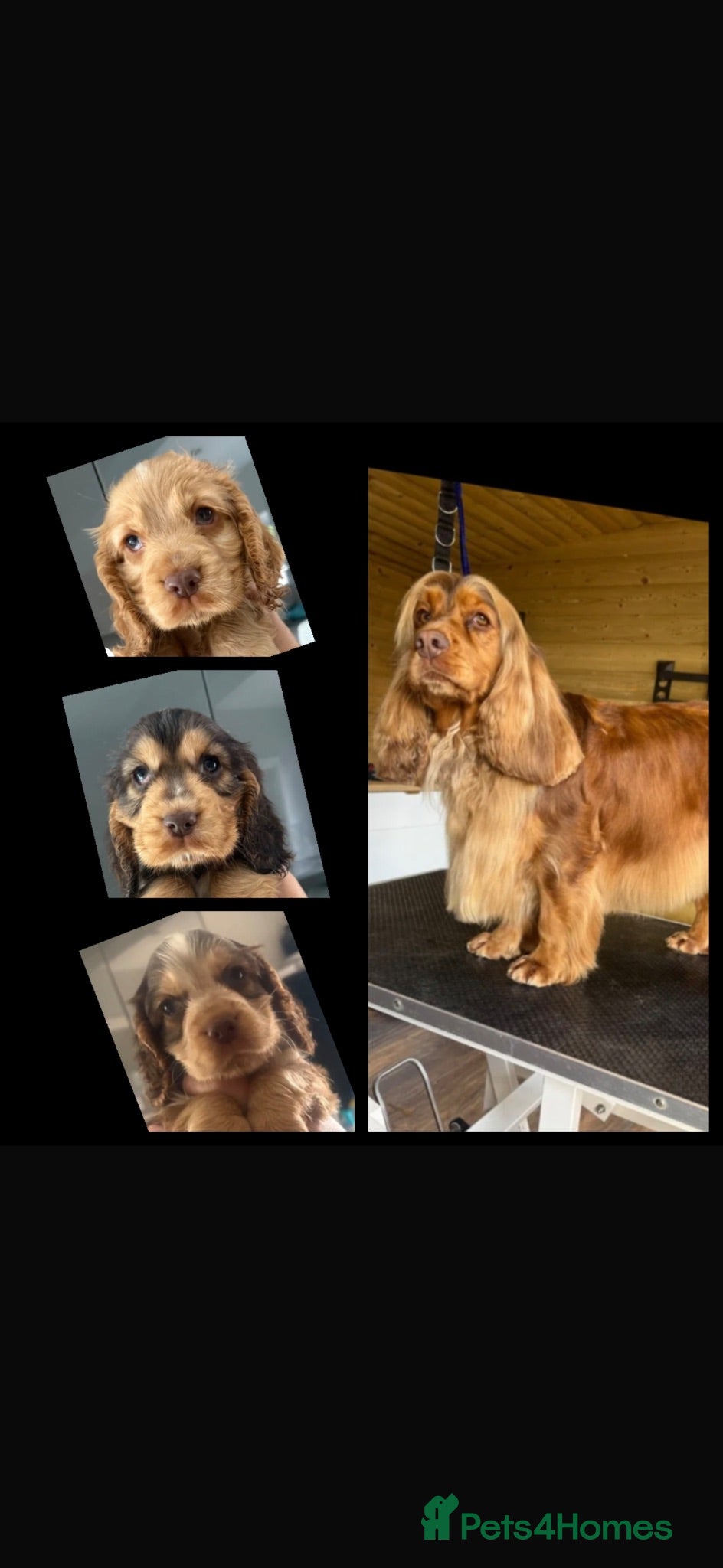 Cocker Spaniel dogs VET CHECKED 💯 Quality show cockers - Advert 1