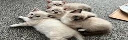 Snowshoe cats for sale: Beautiful Snowshoe x Ragdoll Cross Kittens 🐾 in Bournemouth - Advert 7