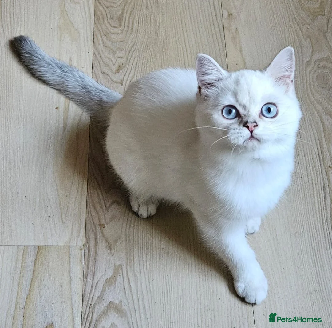 British Shorthair cats for sale: ✨Outstanding Quality British Shorthair Kittens✨ - Advert 7