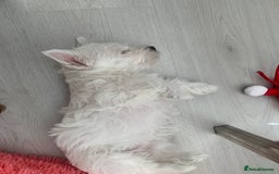 West Highland Terrier dogs for sale: West Highland White Terrier Puppies - Image 16