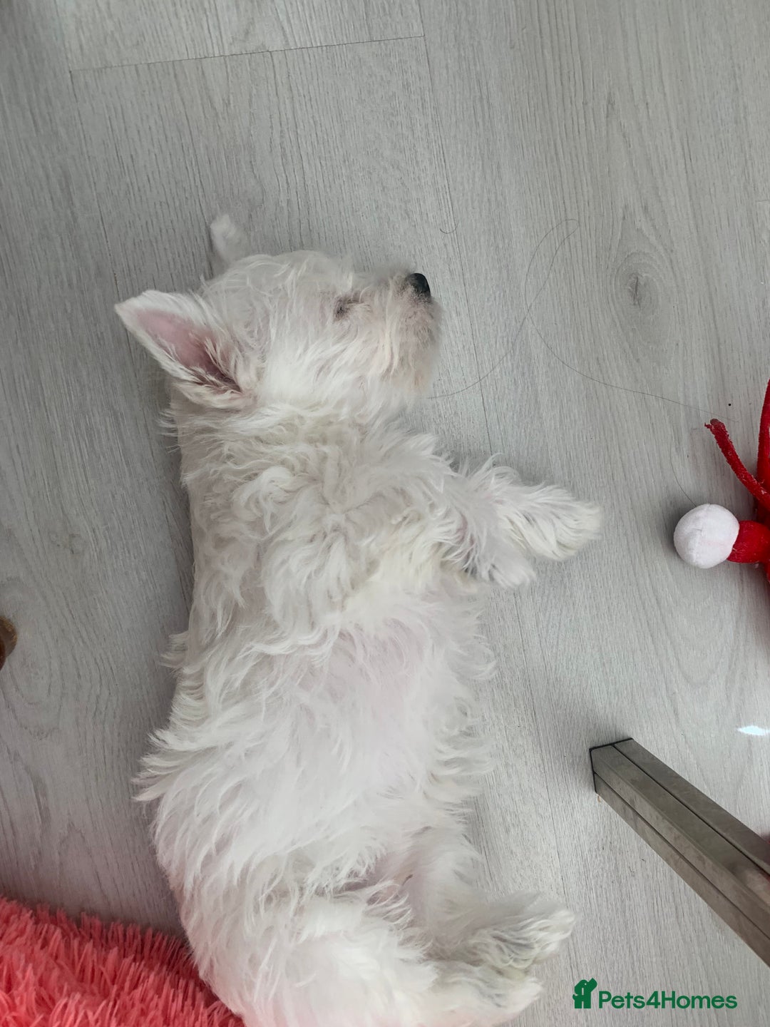 West Highland Terrier dogs for sale: West Highland White Terrier Puppies - Image 16
