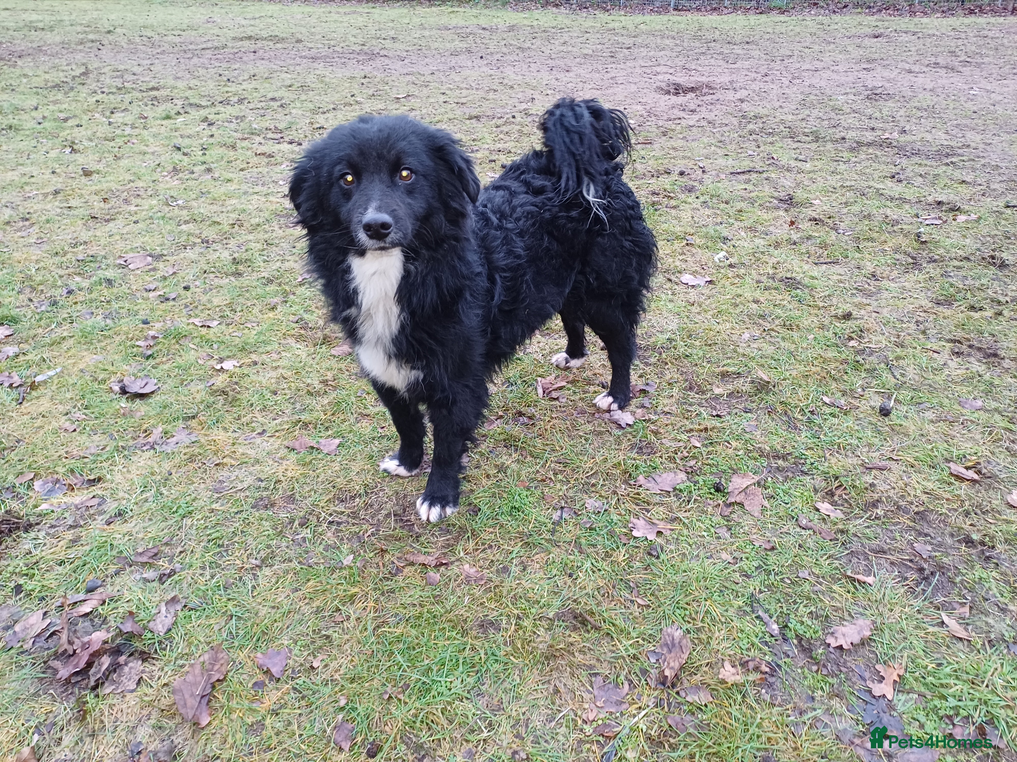 Mixed Breed dogs Meet MARK - a very Sweet Boy for a Loving Home - Advert 1