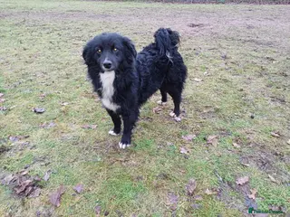 Mixed Breed dogs Meet MARK - a very Sweet Boy for a Loving Home - Advert 1