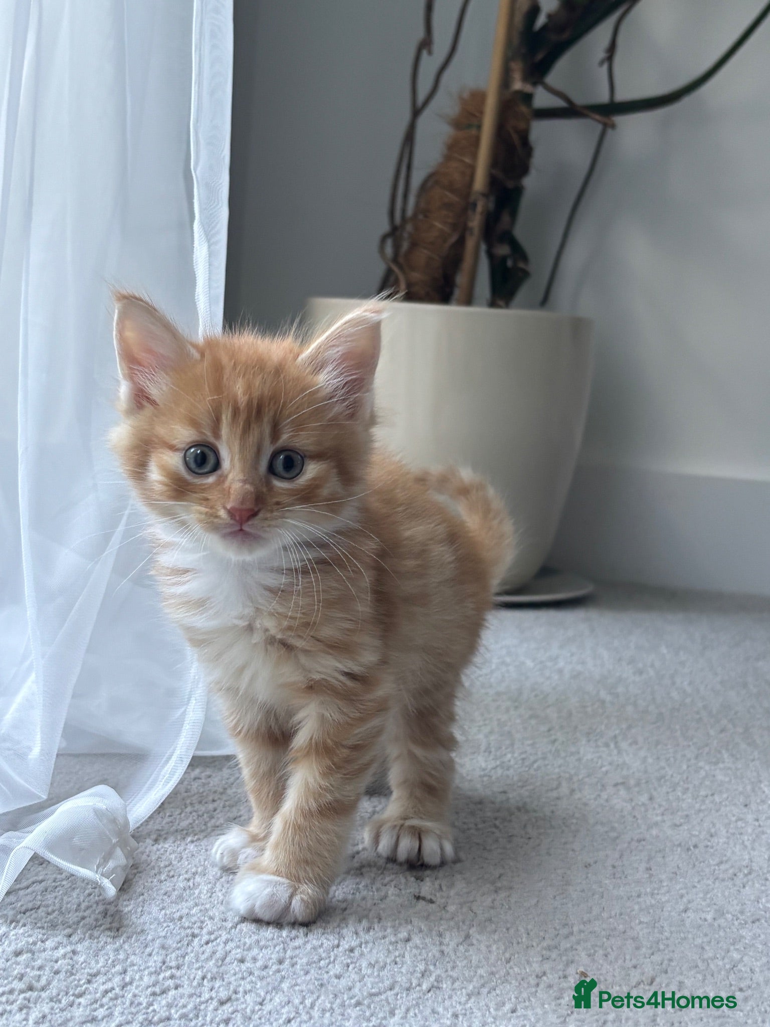 Mixed Breed cats Beautiful Kittens Looking for Their Forever Home - Advert 5