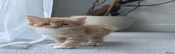 Mixed Breed cats for sale: Beautiful Kittens Looking for Their Forever Home - Advert 2
