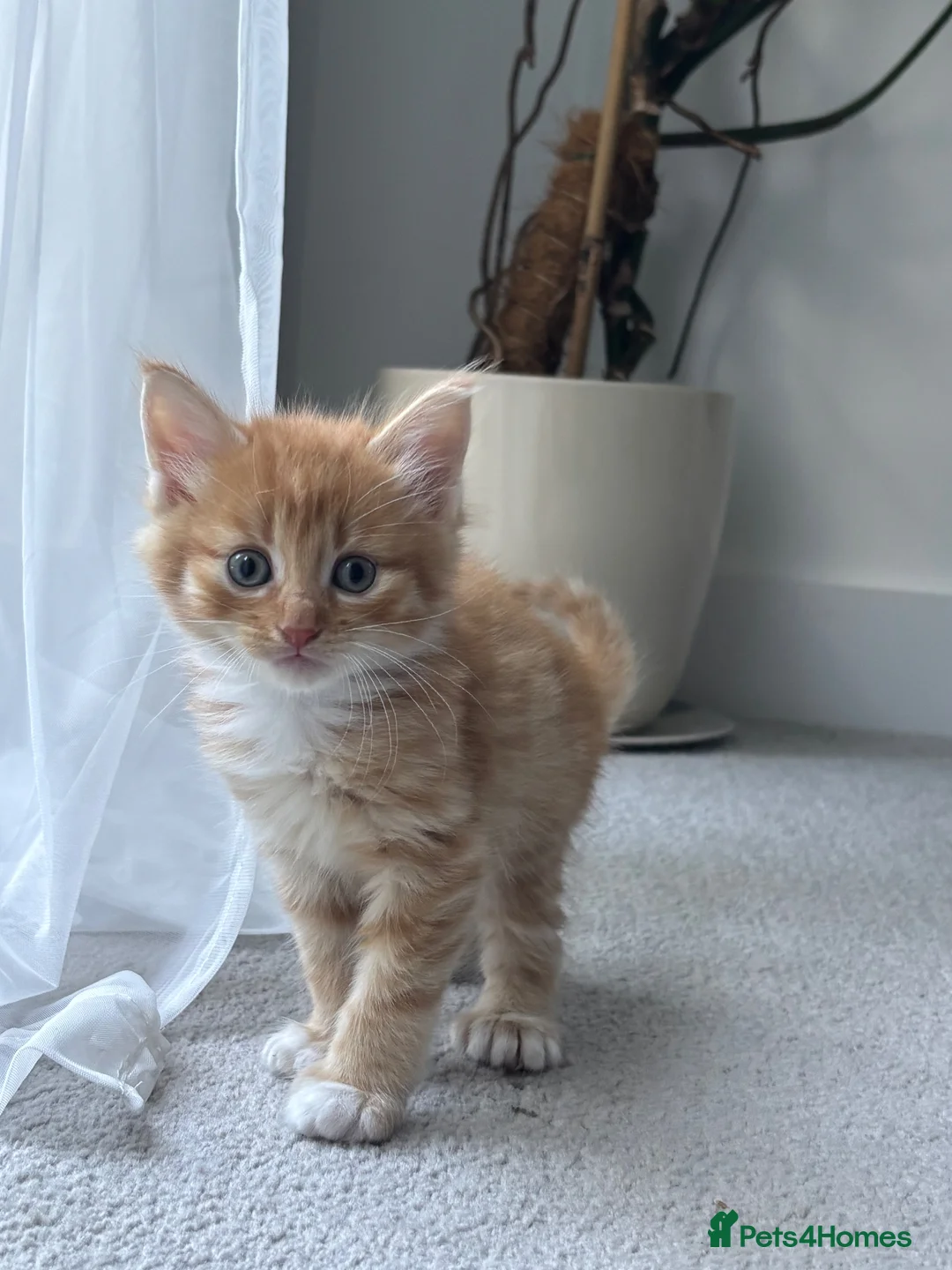Mixed Breed cats for sale: Beautiful Kittens Looking for Their Forever Home - Advert 2