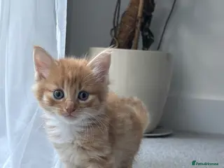 Mixed Breed cats Beautiful Kittens Looking for Their Forever Home - Advert 5