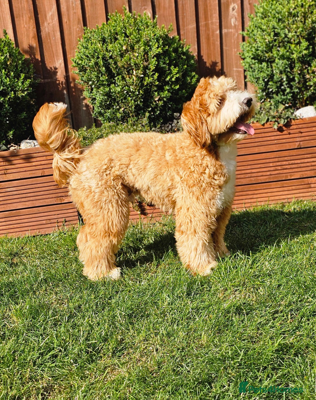 Cocker Spaniel dogs for stud: Hip0/0 Elbow 0/0 🌟Australian Labradoodle  - Advert 12