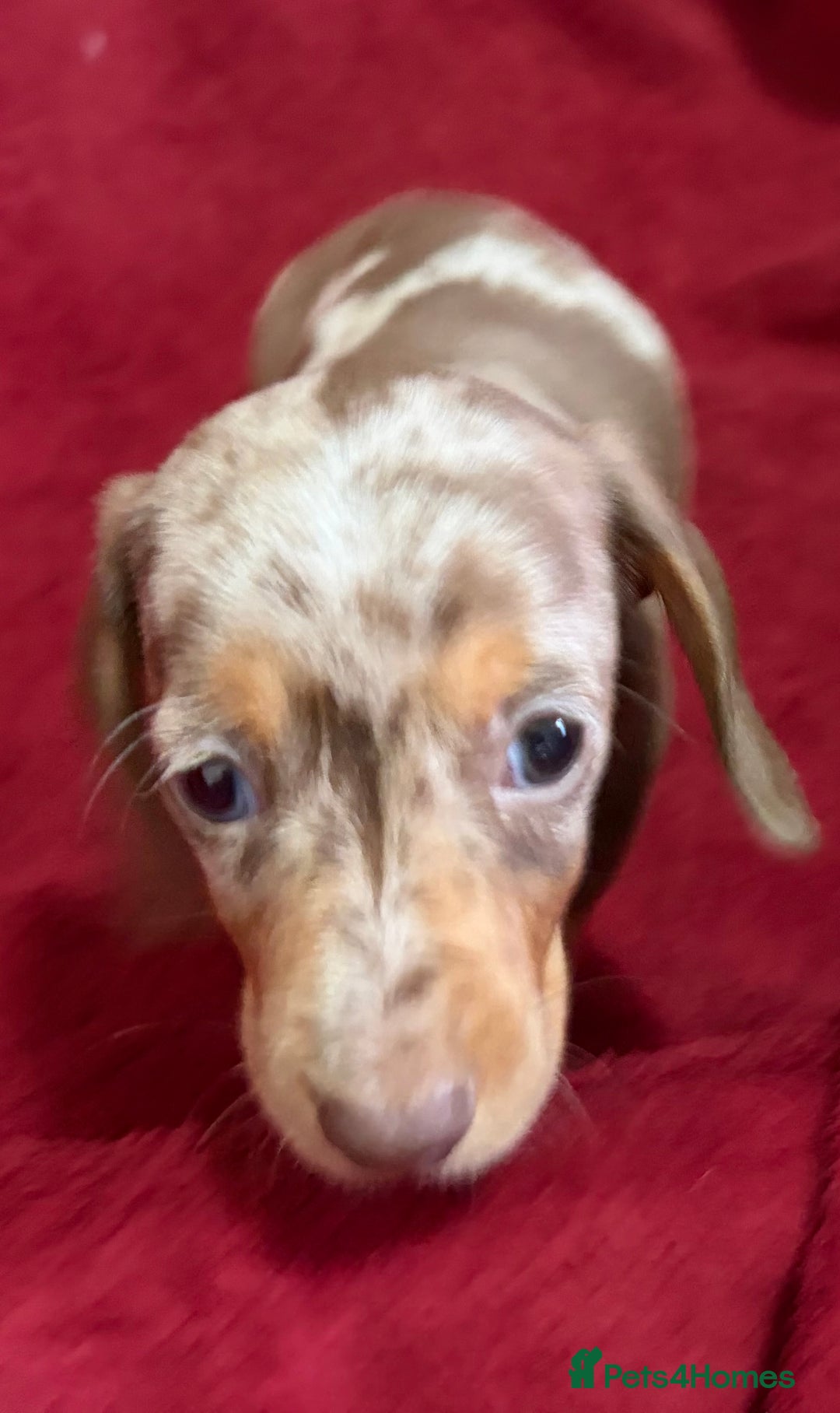 Miniature Dachshund dogs for sale: Stunning Miniature Dachshund Boys 💙 - Advert 16