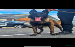 Belgian Shepherd Dog dogs for stud: Belgian Malinois Stud Male FCI - Image 5