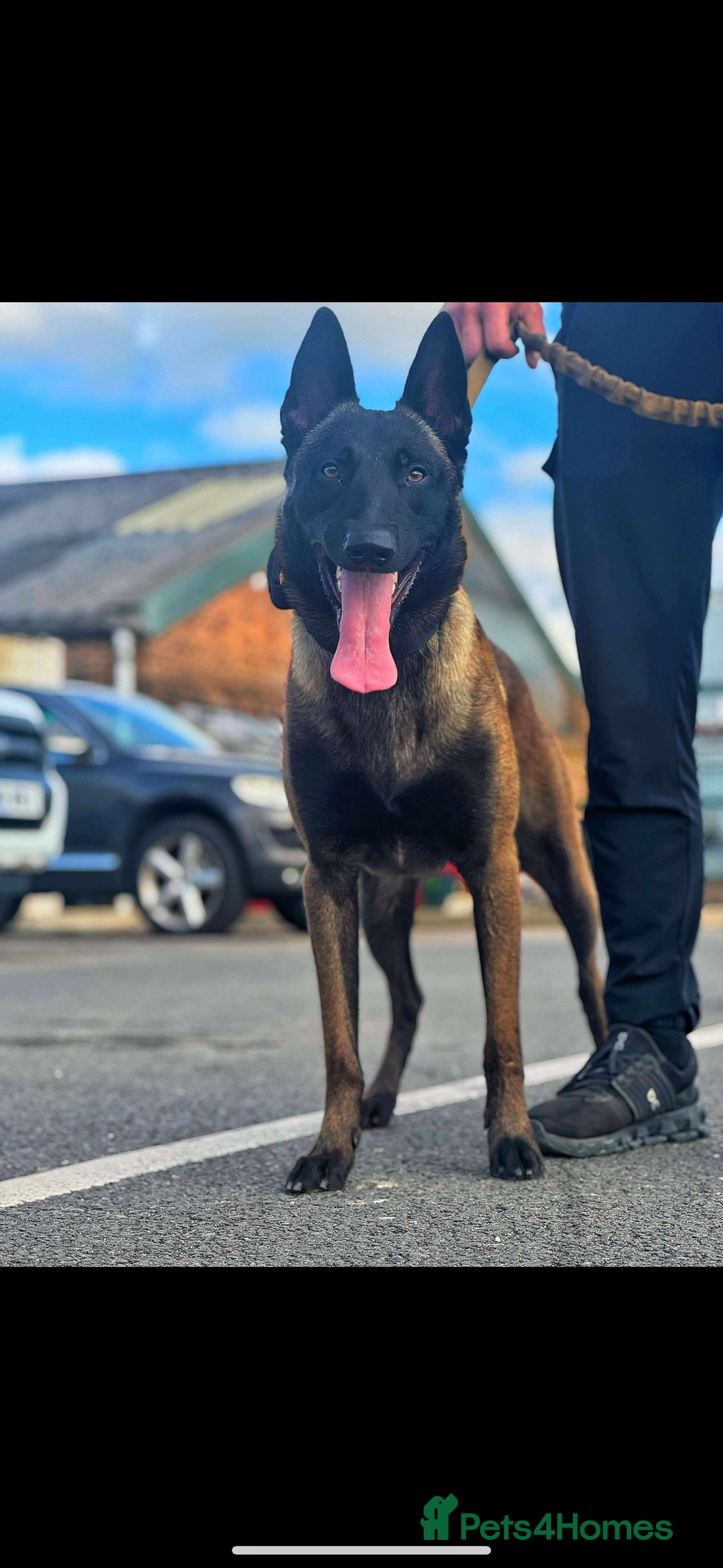 Belgian Shepherd Dog dogs for stud: Belgian Malinois Stud Male FCI - Image 5