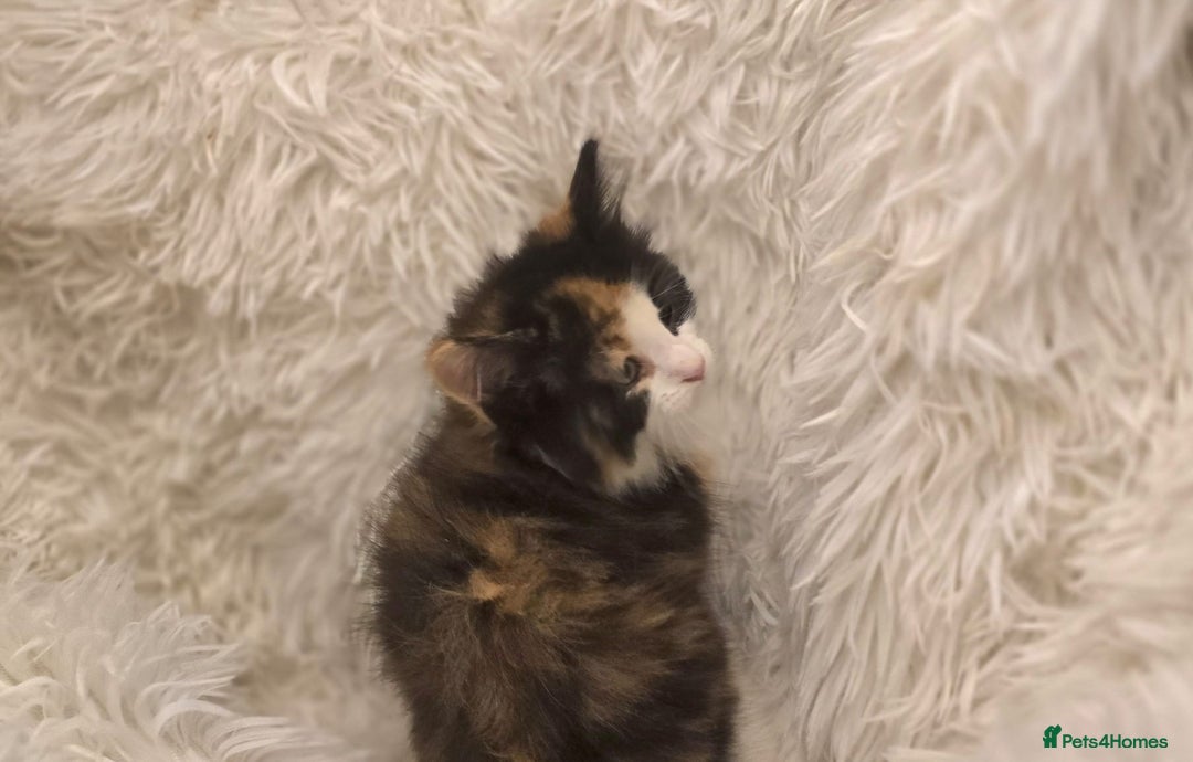 Maine Coon cats for sale: Lovely Maine coon babies  - Image 11