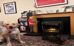 Miniature Dachshund dogs for stud: Looking for wife! Mini Wirehaired Dachshund - Image 8