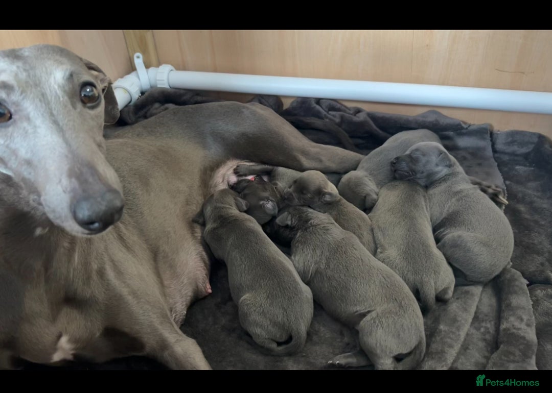 Whippet dogs for sale: Kennel club blue Whippet puppies Champion lines - Advert 8