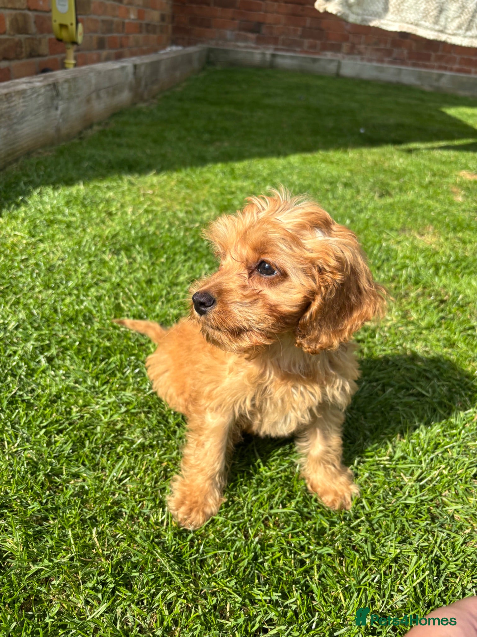 Cockapoo dogs Toy F1 cockapoo 🤍 - Advert 1