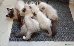 Ragdoll cats for sale: Ragdoll kittens, wonderful 3 Boys  - Image 1