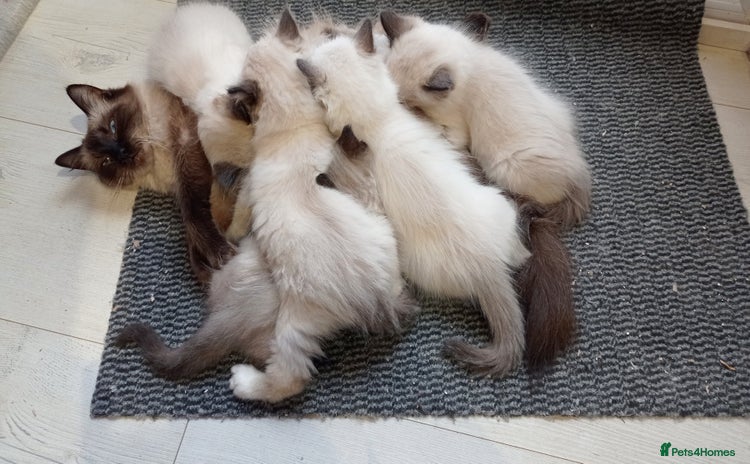 Ragdoll cats - Advert 1