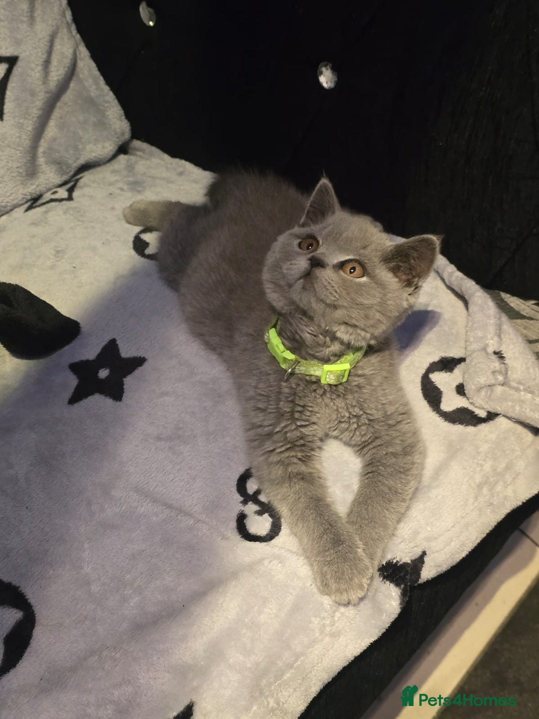 British Shorthair cats for sale: GCCF BSH Kittens pet homes only  - Image 4