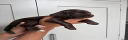 Cocker Spaniel dogs for sale: Most gorgeous Chocolate Working Cocker Spaniels - Advert 4