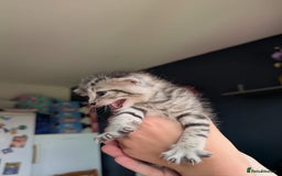 Mixed Breed cats for sale: Beautiful Kittens Available ✨️ in ELY - Image 18