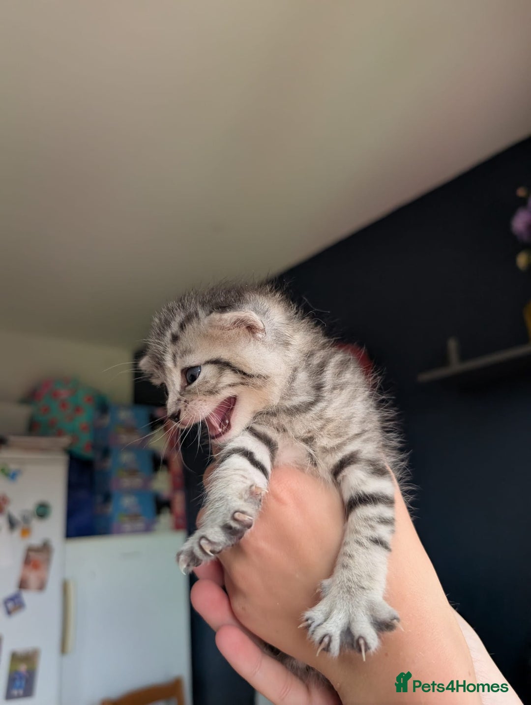 Mixed Breed cats for sale: Beautiful Kittens Available ✨️ in ELY - Image 18