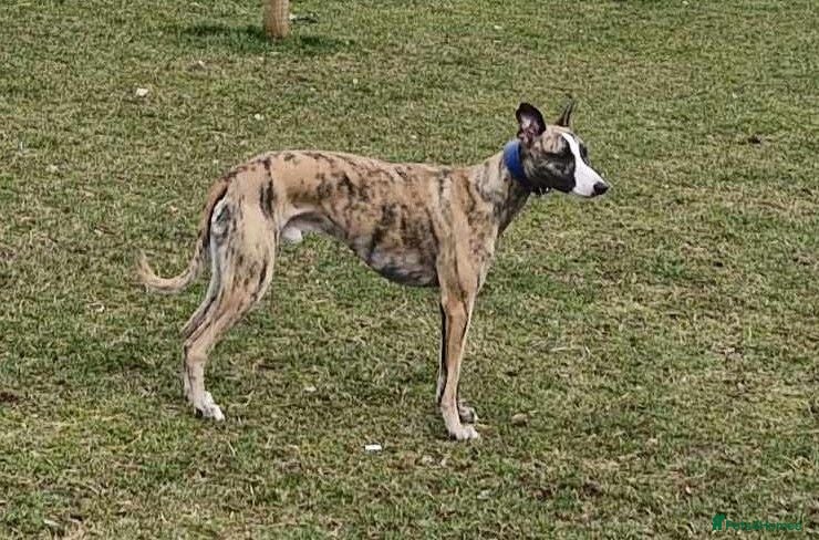 Whippet dogs Celticmoon RKC Whippet Puppies - Advert 2