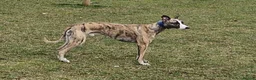 Whippet dogs for sale: Celticmoon RKC Whippet Puppies - Advert 2