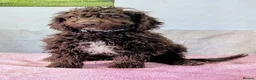 Spanish Water Dog dogs for sale: Spanish water dog - Advert 24