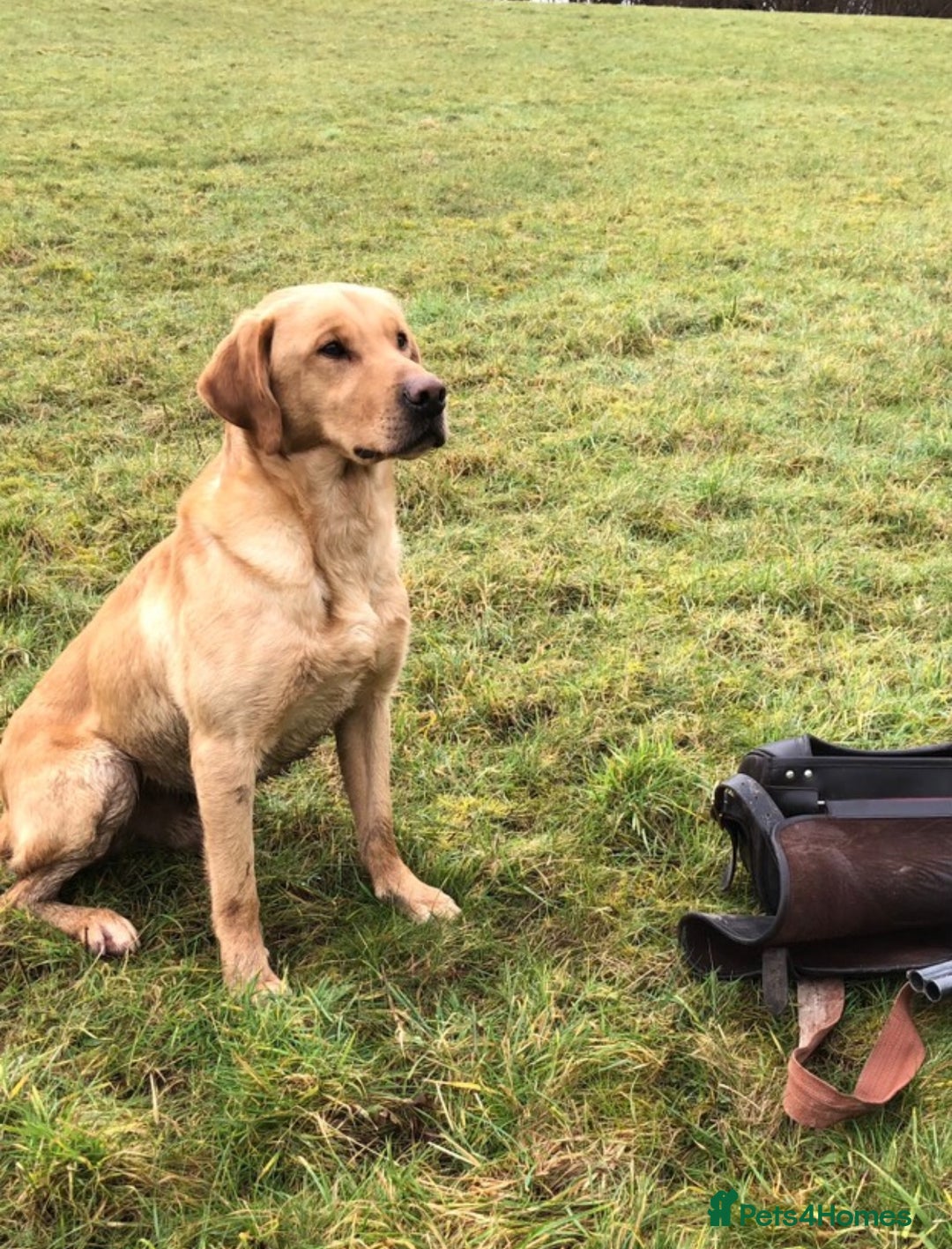 Labrador Retriever dogs for sale: The most adorable Labradors  - Advert 2