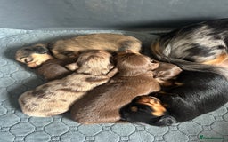 Dachshund dogs for sale: Longhaired miniature daschunds for sale - Image 19