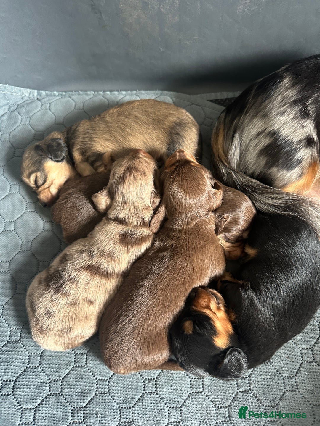 Dachshund dogs for sale: Longhaired miniature daschunds for sale - Image 19