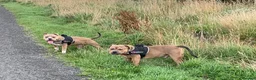 American Bully dogs for sale: Pocket bullys in Airdrie - Advert 8