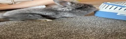 Mini Lion Lop rabbits for sale: Mini lion lop  in Barking - Advert 3