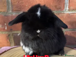 Mini Lop rabbits Pedigreed pure bred baby mini lops - Advert 6