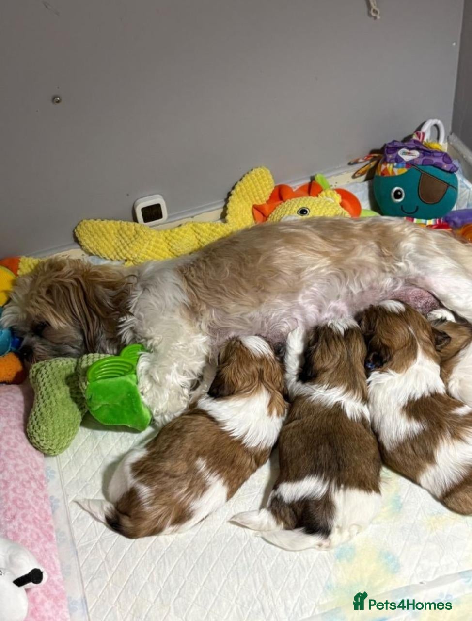Shih Tzu dogs Shih Tzu Puppies - Advert 1