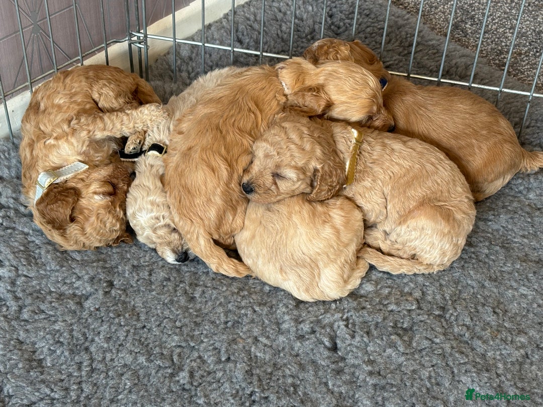 Cockapoo dogs for sale: Beautiful cockerpoo babies - Image 8