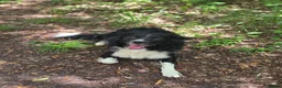 Border Collie dogs for sale: 19 Month old male Border Collie - Advert 2