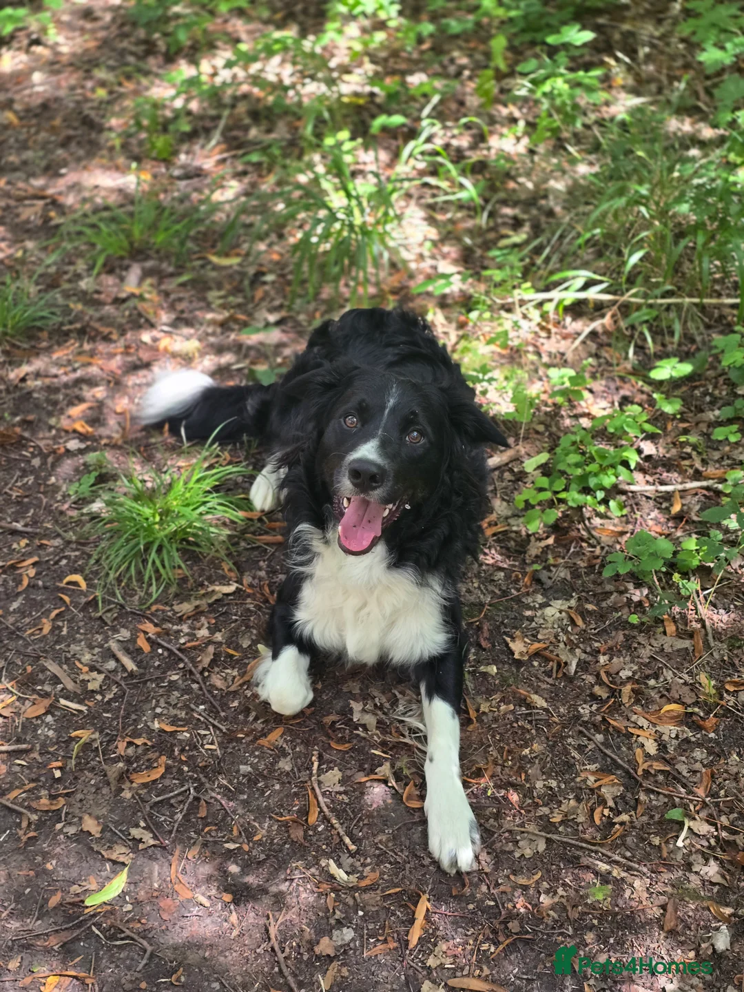 Border Collie dogs for sale: 19 Month old male Border Collie - Advert 2