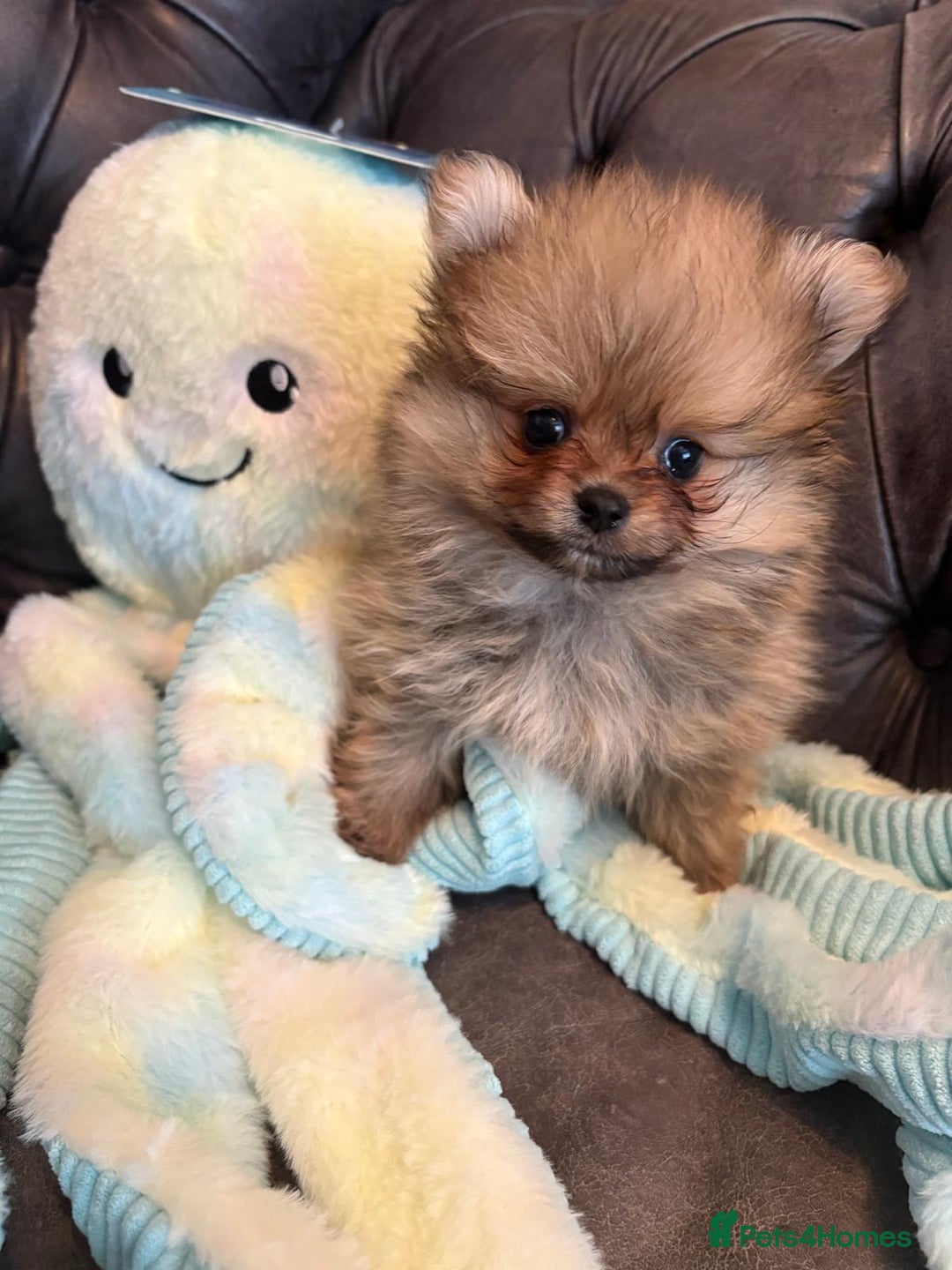 Pomeranian dogs for sale: Last pom puppy. Ready Now ! KC cute and Playful - Advert 5