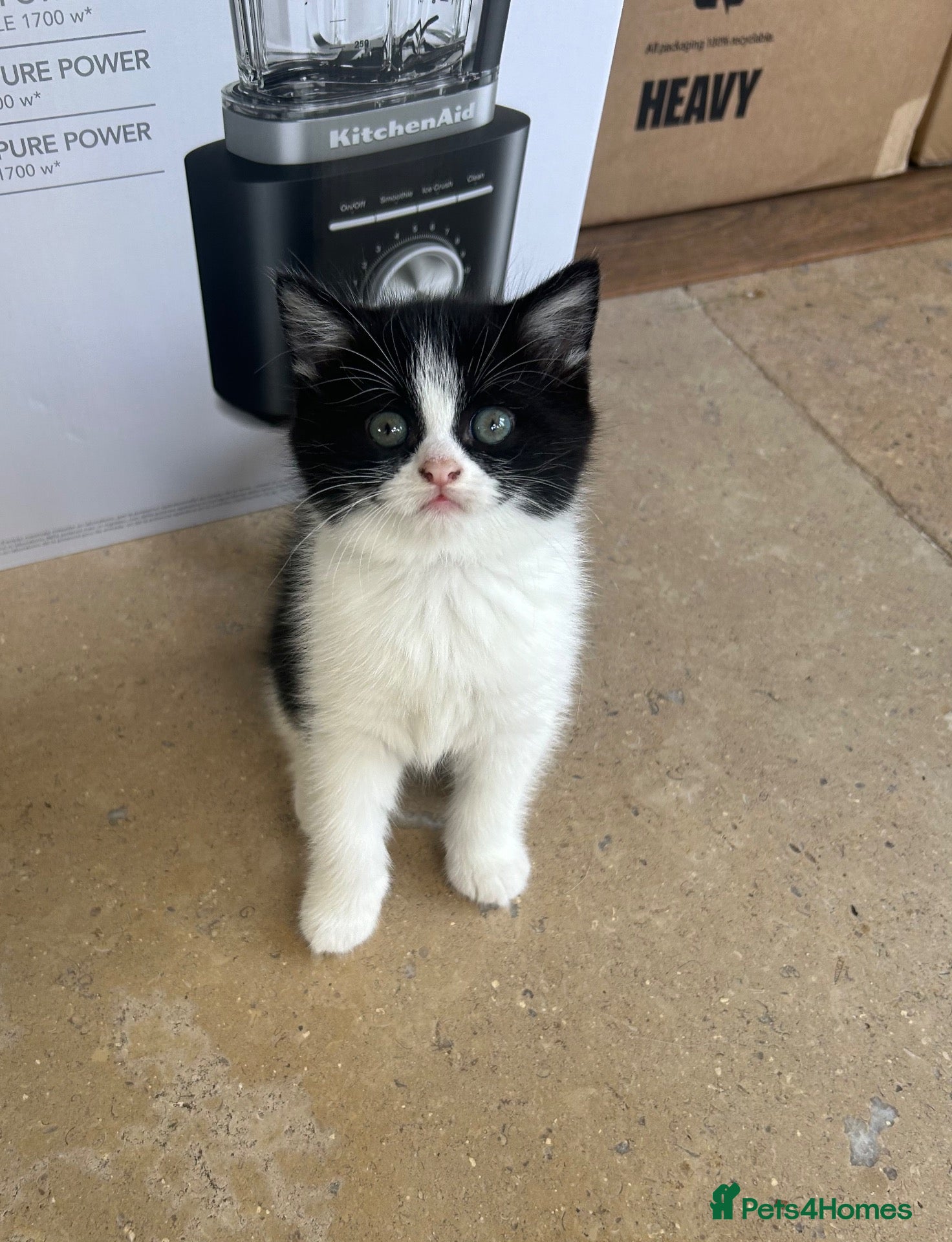 Mixed Breed cats Ragdoll/Persian - kittens  - Advert 12