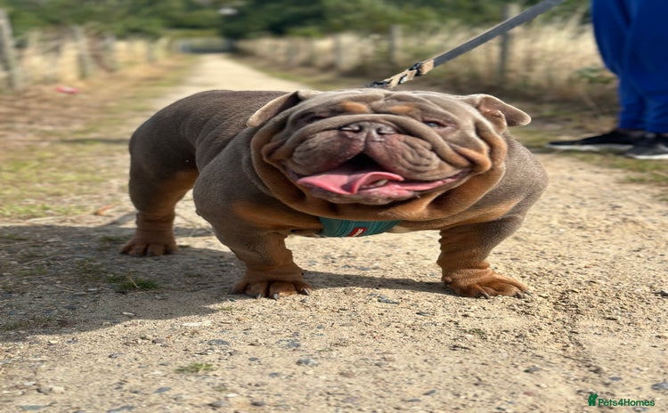 English Bulldog dogs in Leicester - Advert 15