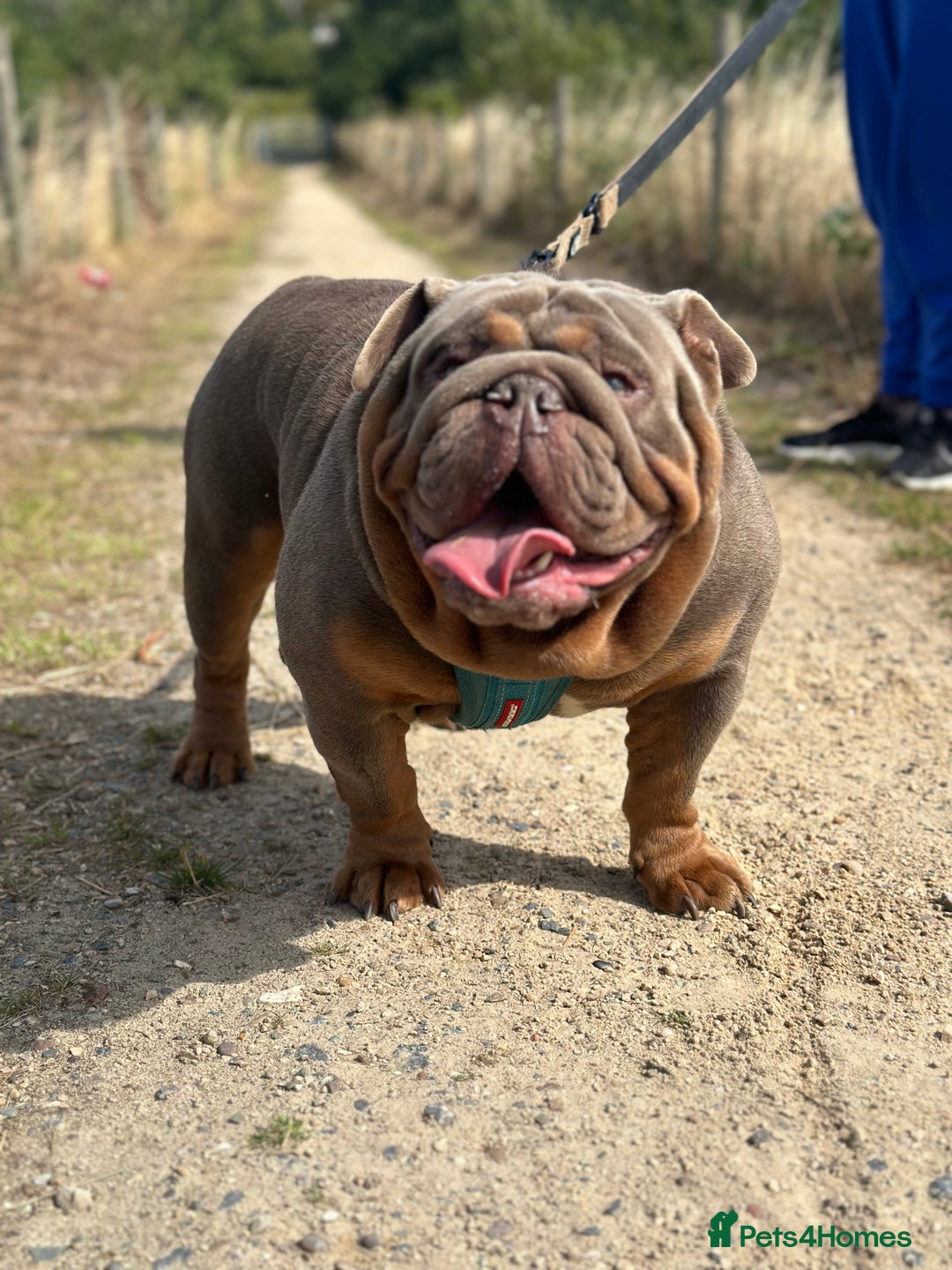 English Bulldog dogs for stud: full suited English bulldog stud well proven in Leicester - Advert 1