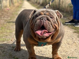 English Bulldog dogs full suited English bulldog stud well proven in Leicester - Advert 12